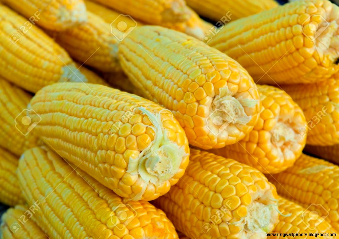 Group Of Fresh Corn Vegetable Food Background Stock Photo Picture Group Of Fresh Corn Vegetable Food Background Stock Photo Picture