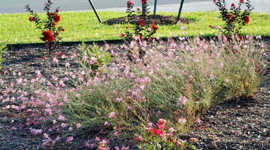 Gardening Tips And Good Plants April 2011