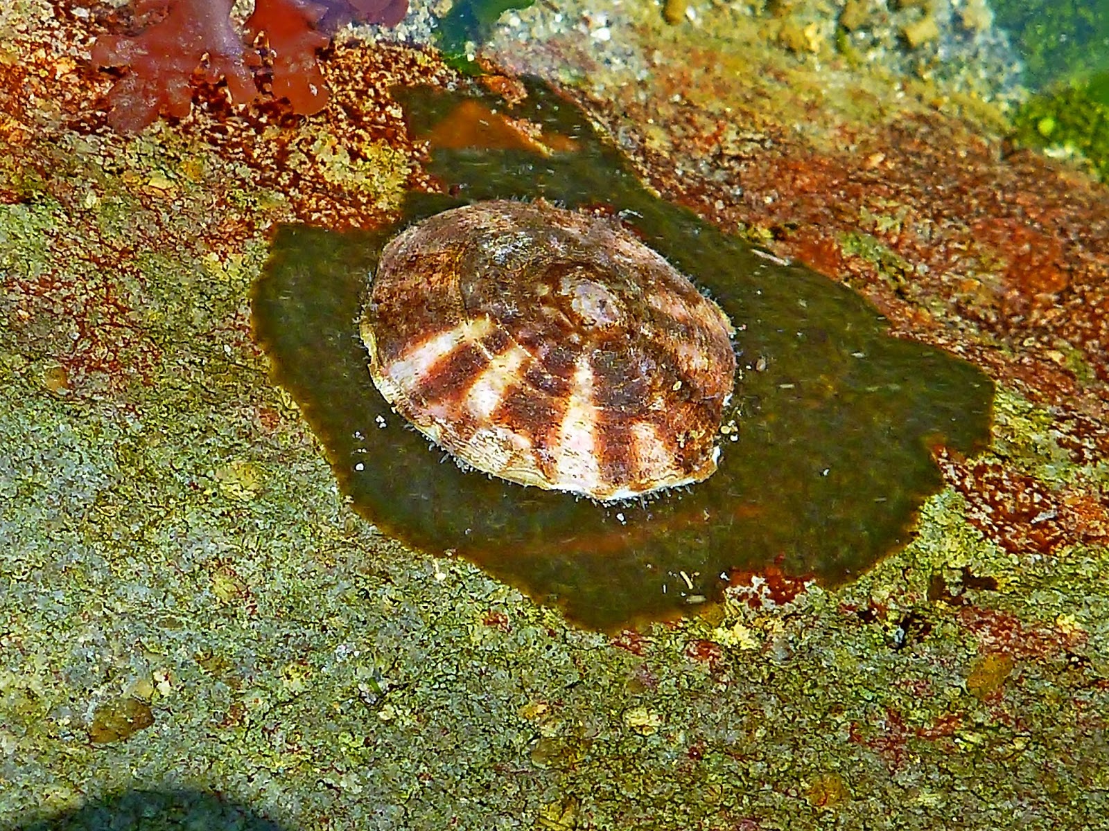 Buzz's Marine Life of Puget Sound: Jul 21, 2013