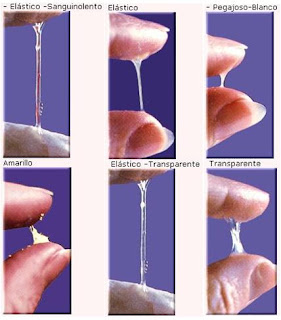 variaciones del moco cervical en el período fértil