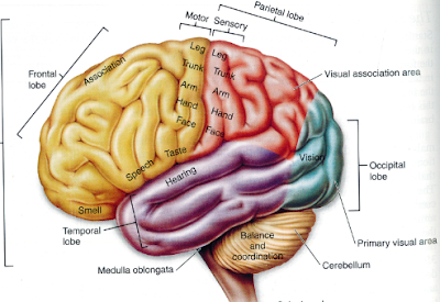 Science For All: MAJOR FUNCTIONAL REGIONS OF HUMAN BRAIN