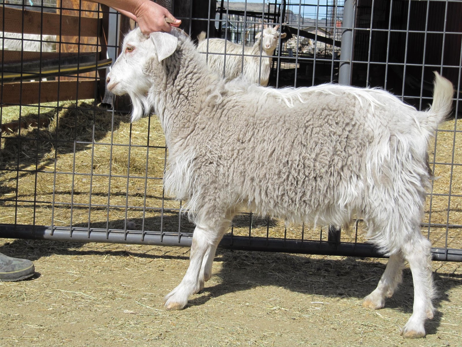 LIBERTY FARM CASHMERE GOATS CASHMERE GOATS FOR SALE