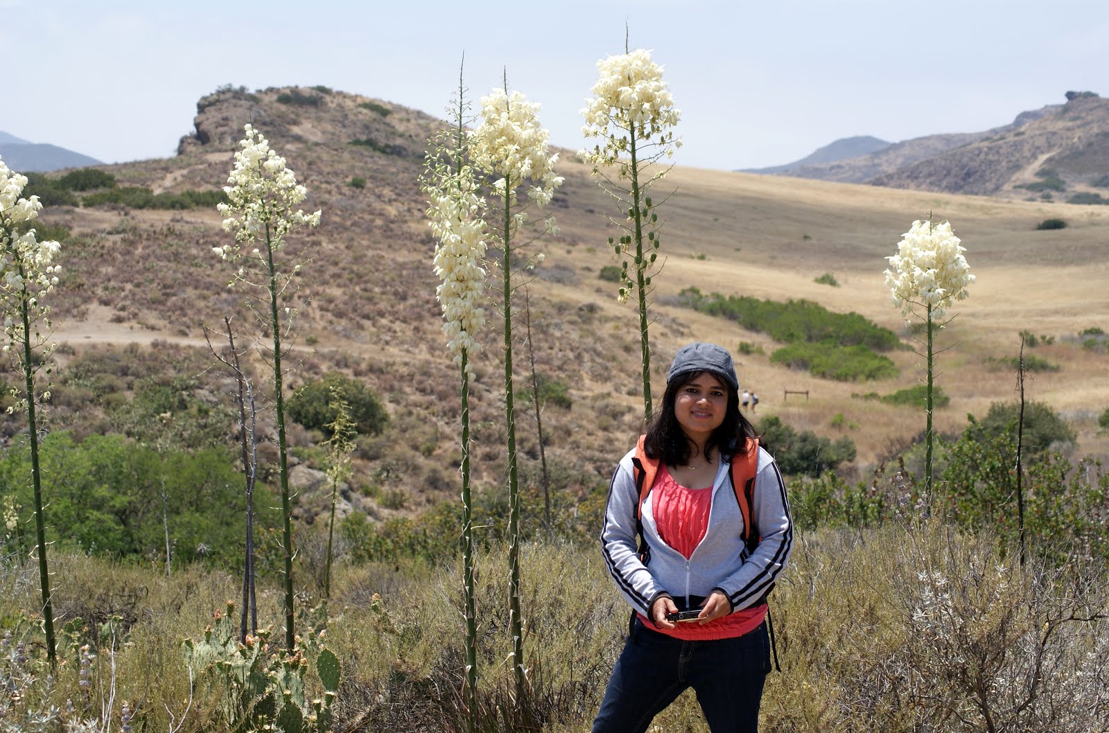 Yucca blossoms in Central California..