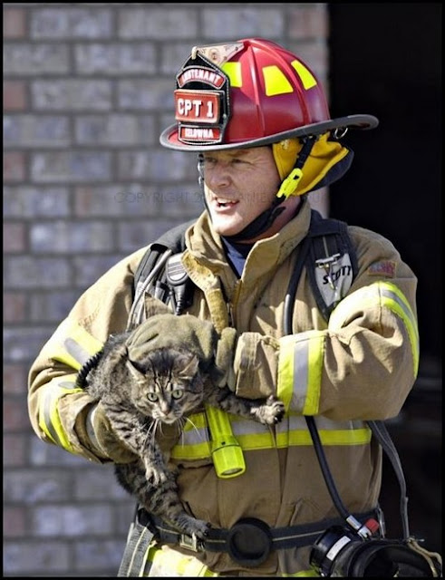 amazing animal rescue pictures