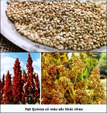 Quinoa : Siêu thực phẩm