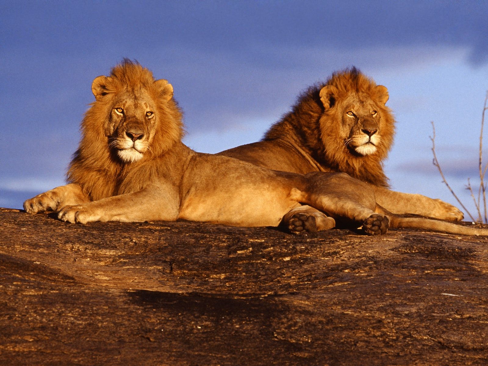 http://3.bp.blogspot.com/-E3db-YVZRKY/T5E2i3uGV_I/AAAAAAAAHhY/bjUymU26ulI/s1600/Lion+Wallpapers+-+guru+wallpaper7+(7).jpg