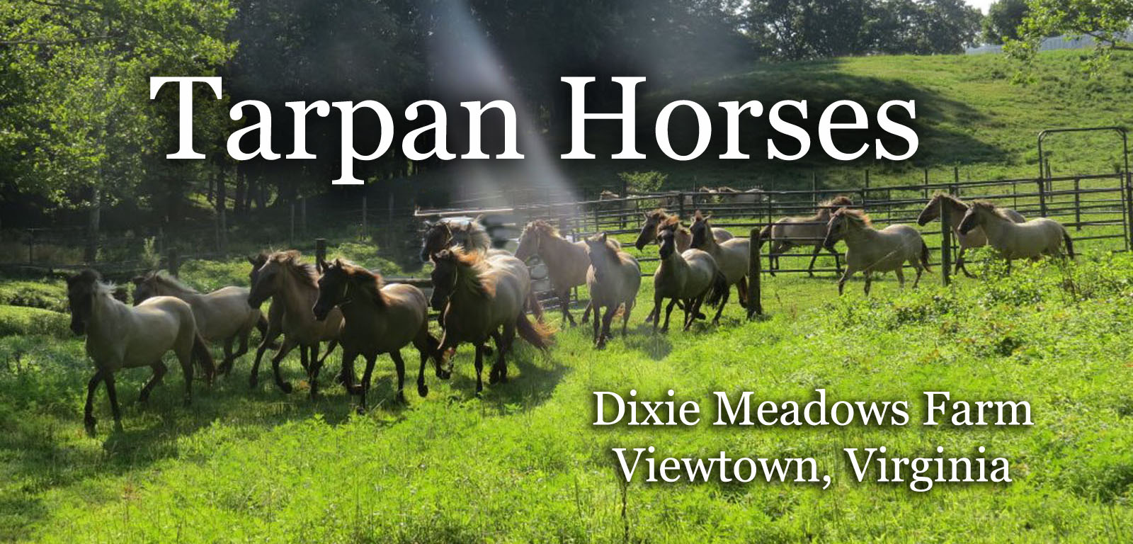  Dixie Meadows Farm Tarpan Horses