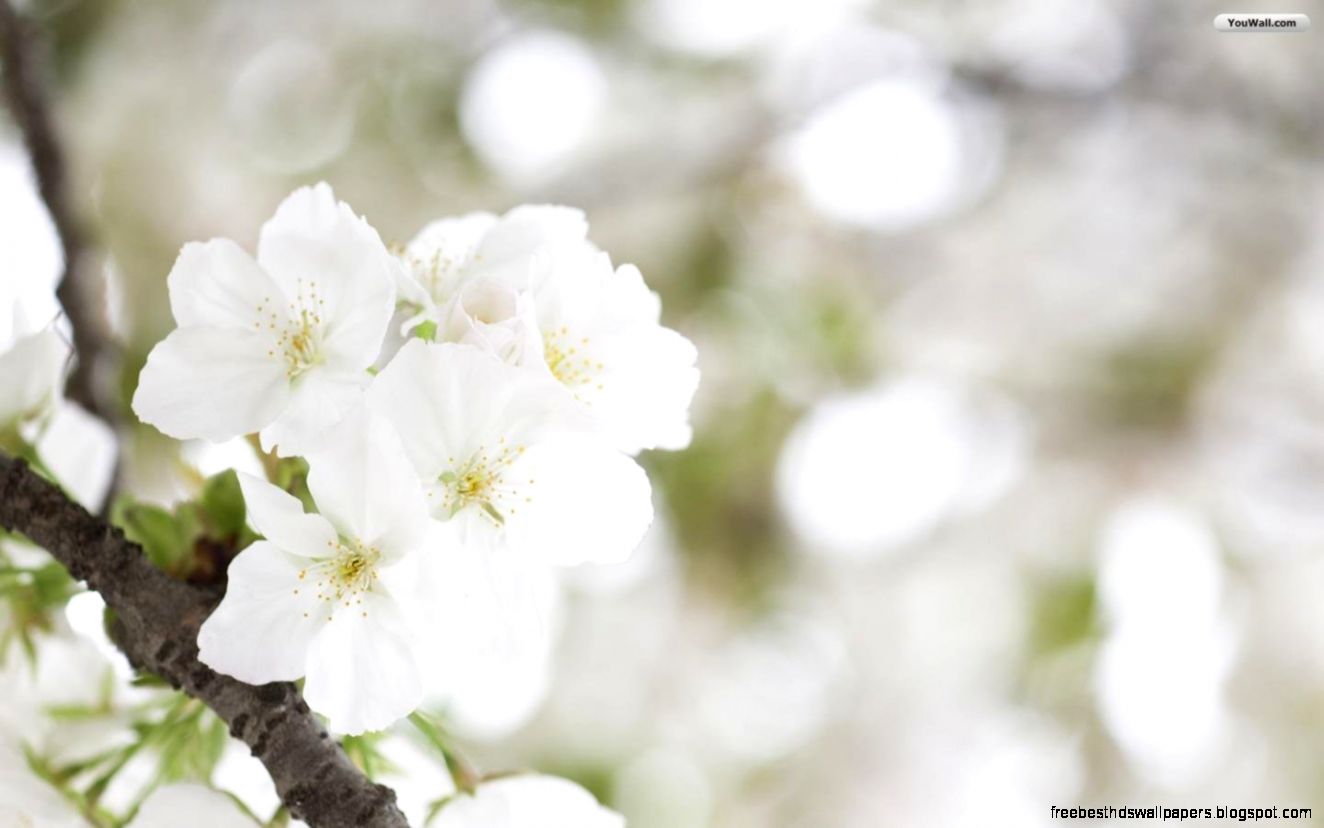 Top HD White Flower Wallpaper Flowers HD 5616 KB Top HD White Flower Wallpaper Flowers HD 5616 KB