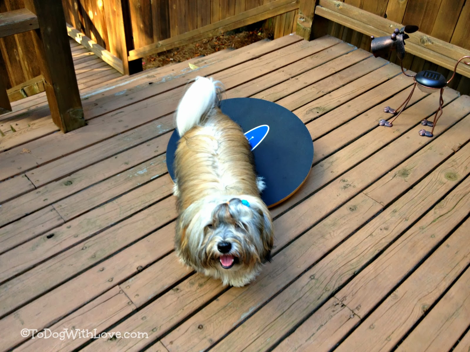 To Dog With Love How to Use a FitPaws Wobble Board for Agility Training