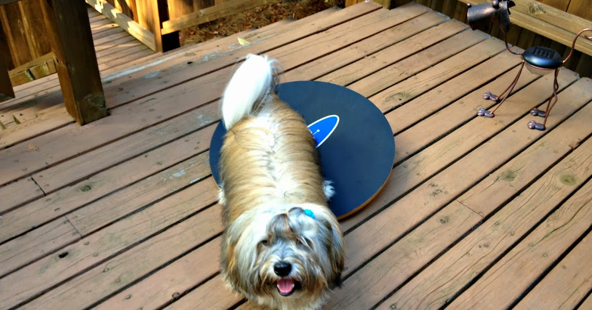 To Dog With Love How to Use a FitPaws Wobble Board for Agility Training