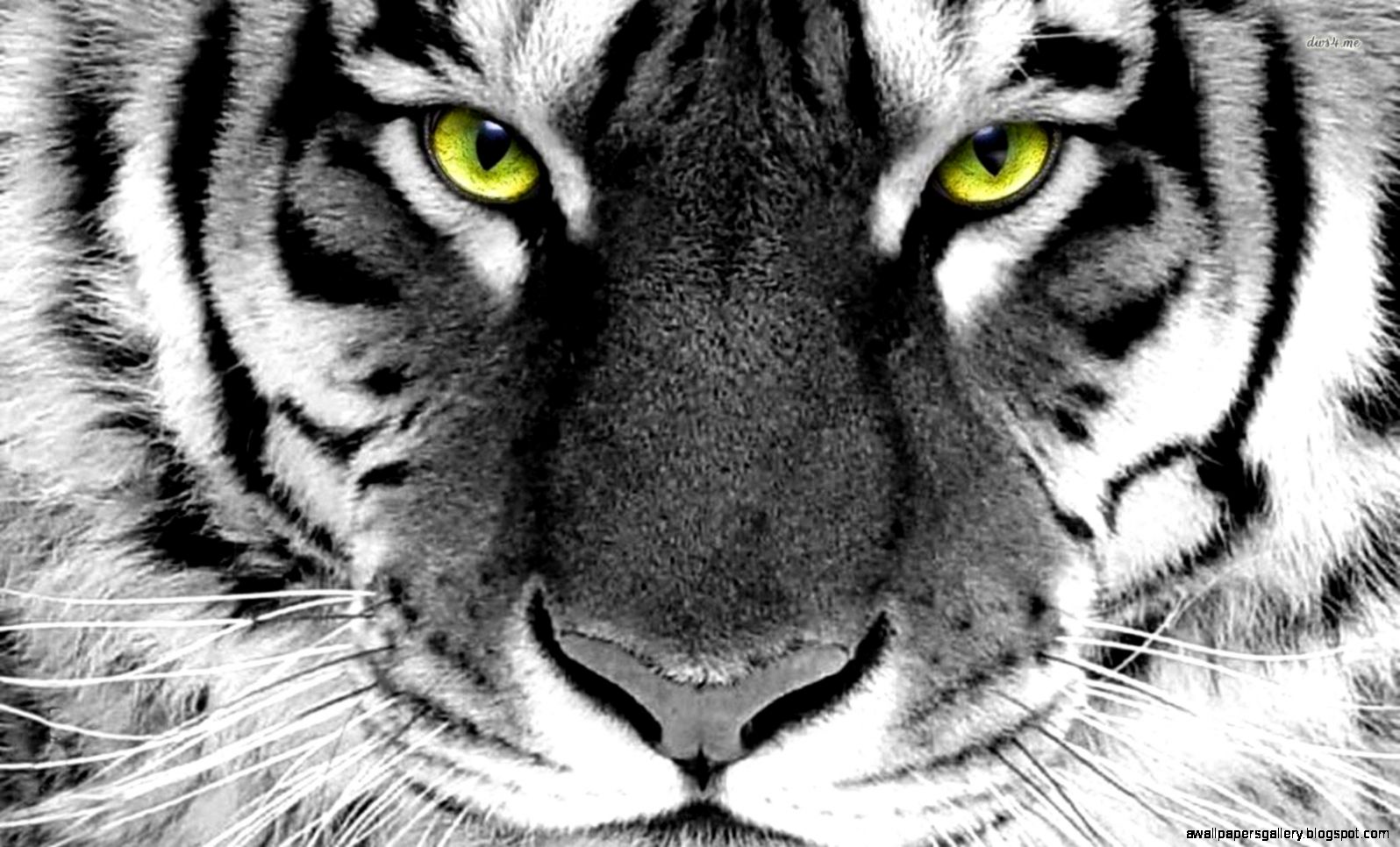Tiger wallpaper Animal wallpapers 116 Tiger wallpaper Animal wallpapers 116