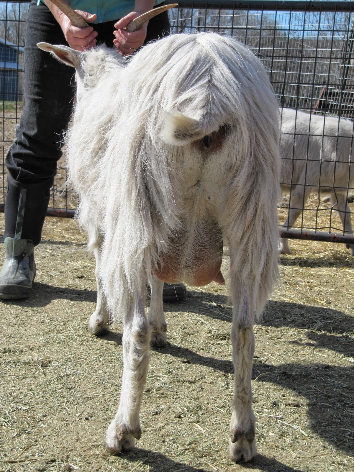 LIBERTY FARM CASHMERE GOATS CASHMERE GOATS FOR SALE