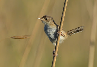 Grass Wren, Cistothorus platensis