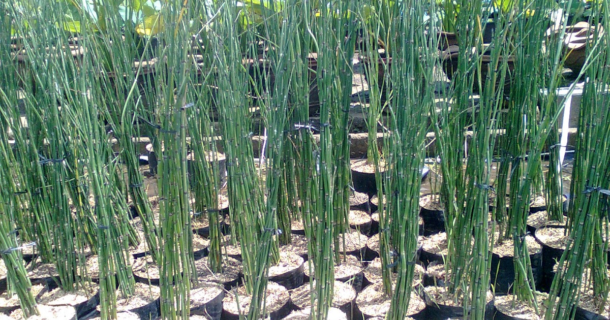 Taman Bambu Nusantara: Cara Membuat Kertas Alami dari ...