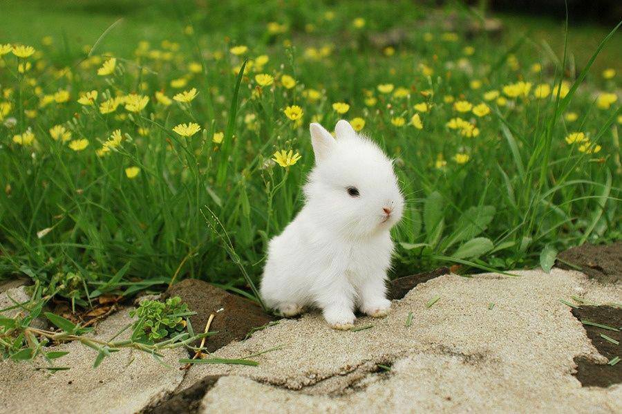 Beyaz Kucuk Tavsan Little White Rabbit Bebek Resimleri