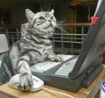 Cat At Computer Pictures Cat At Computer Pictures