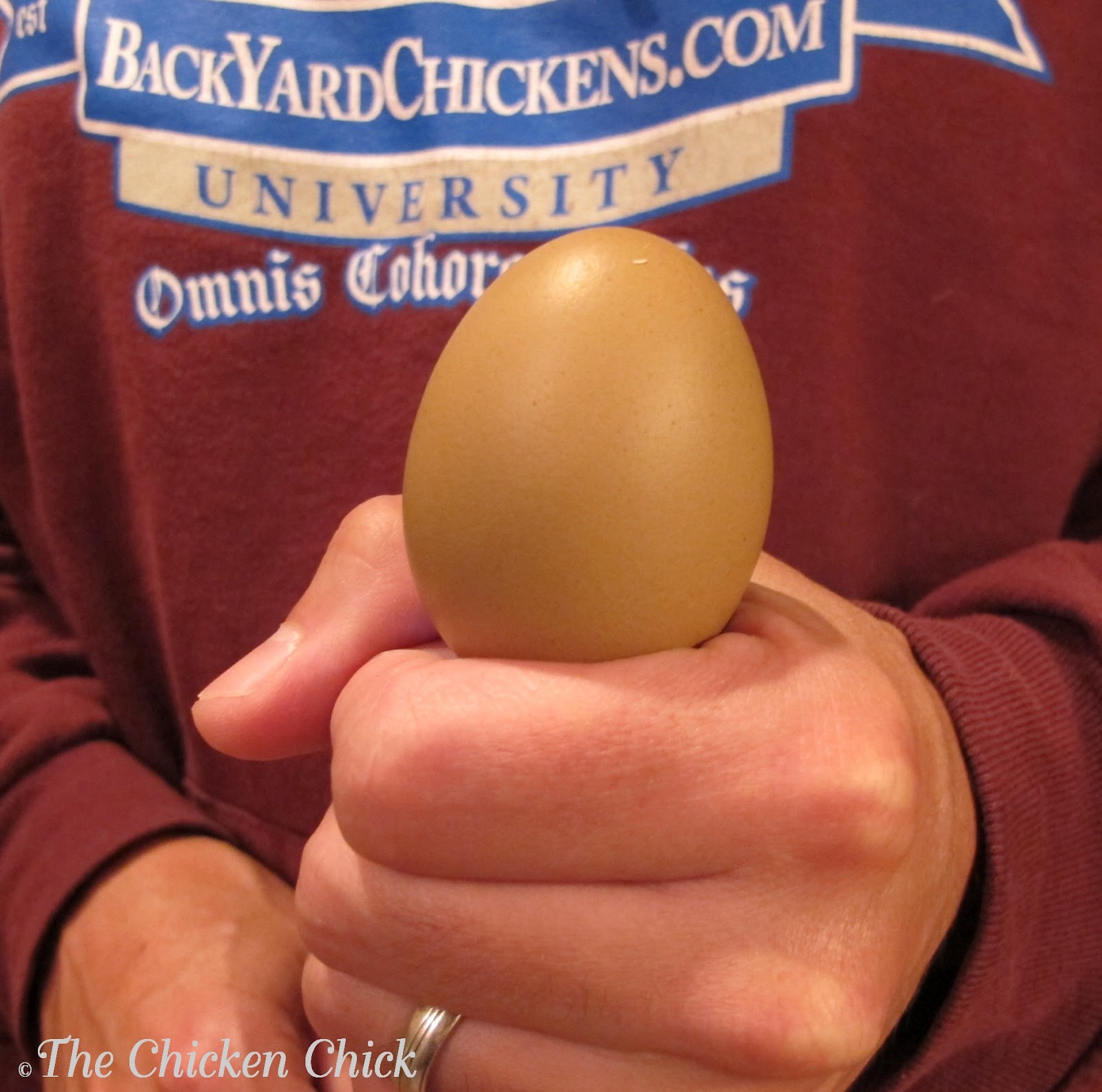 Hatchalong with The Chicken Chick Part 4 Egg Candling The Chicken