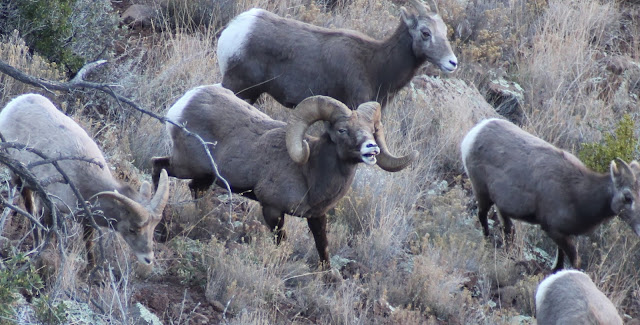 Rocky+Mtn+Bighorn+Sheep+Photos+in+Unit+6A+with+Jay+Scott+Outdoors+9.jpg