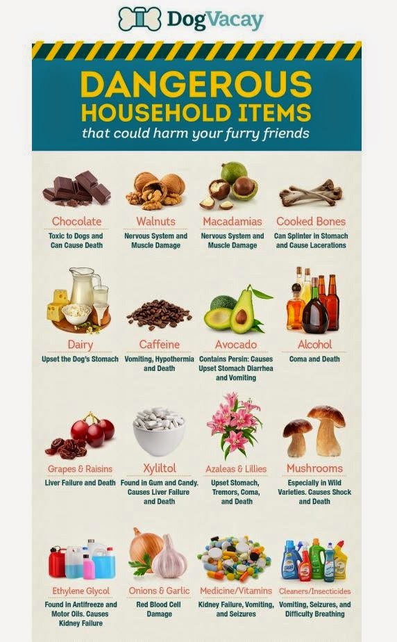 Is Motor Oil Harmful To Dogs