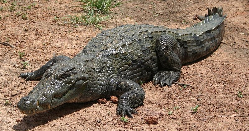 Amazing Crocodile facts