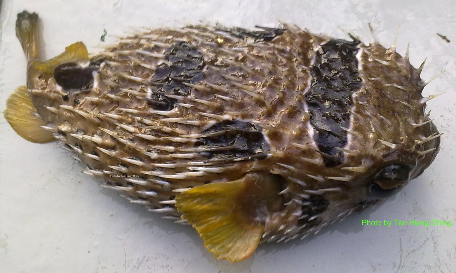 Fish and Fishing in Tanjung Leman: Puffer and non-edible fishes