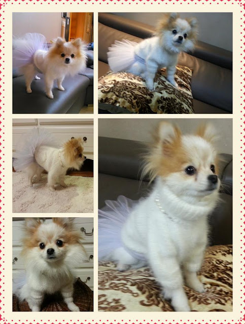 [PICS][09/12/2012] Yuri và con cún dễ thương của cô ấy ♥ Snsd+yuri+puppy