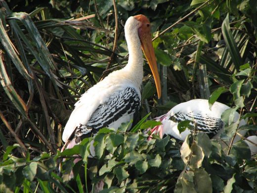 Bird Sanctuaries