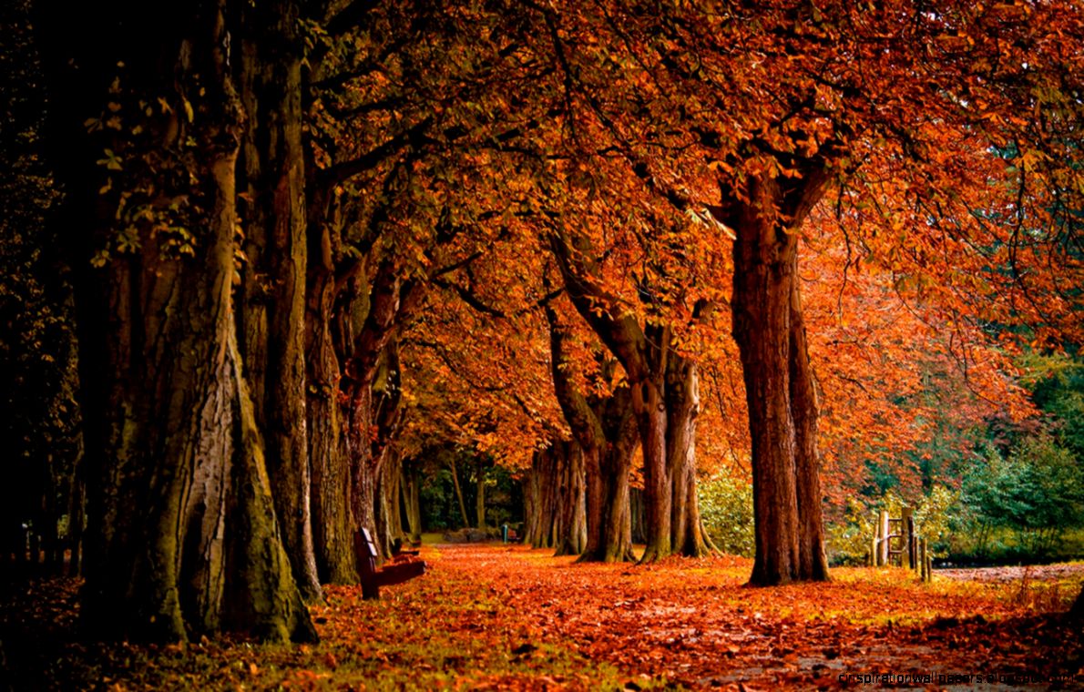 Late autumn season woods HD photography wallpaper 5 1280x800 Late autumn season woods HD photography wallpaper 5 1280x800