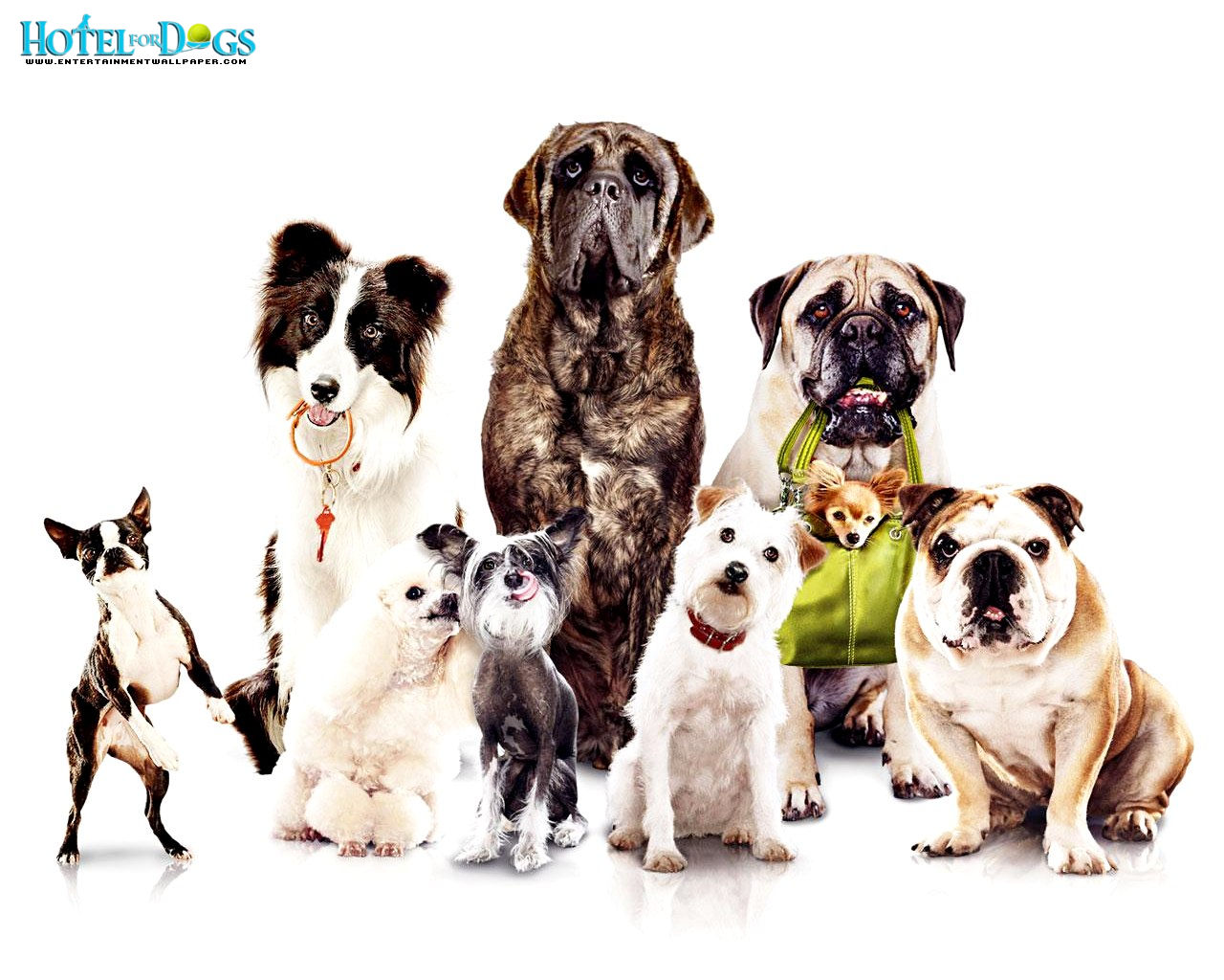Free Wallpaper Dekstop: Dogs wallpaper, dog wallpaper
