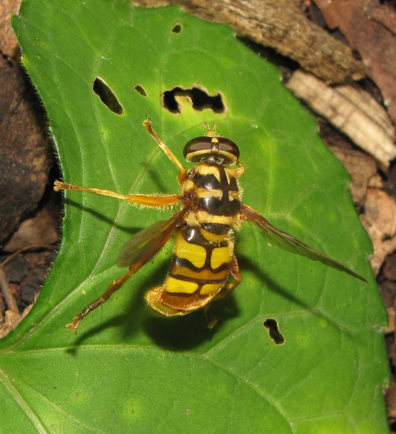 Bug Eric The News Bee