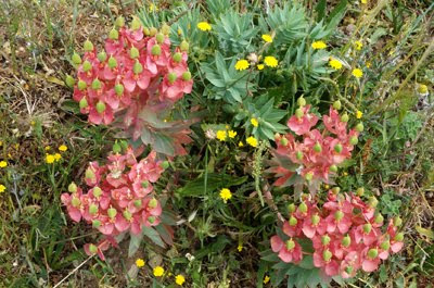 Euphorbia rigida M. Bieb (Euforbia rigida)