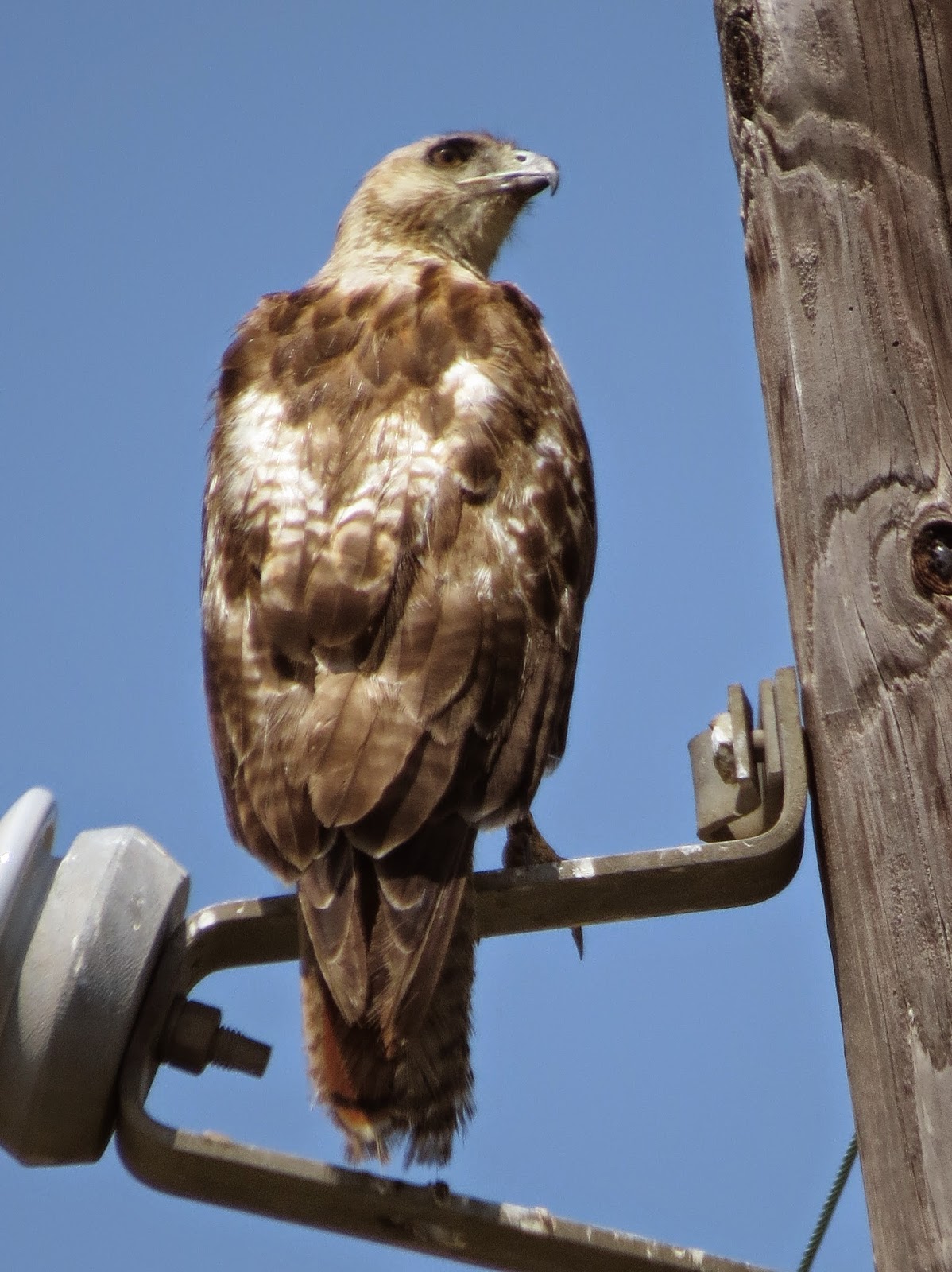 SE Texas Birding & Wildlife Watching Redtailed Hawks