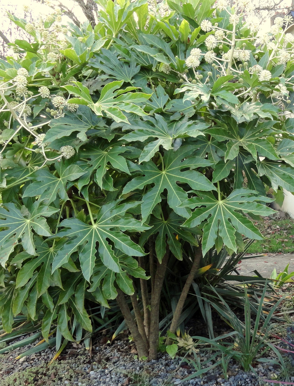 danger garden: Fatsia japonica...my favorite plant in the garden, this