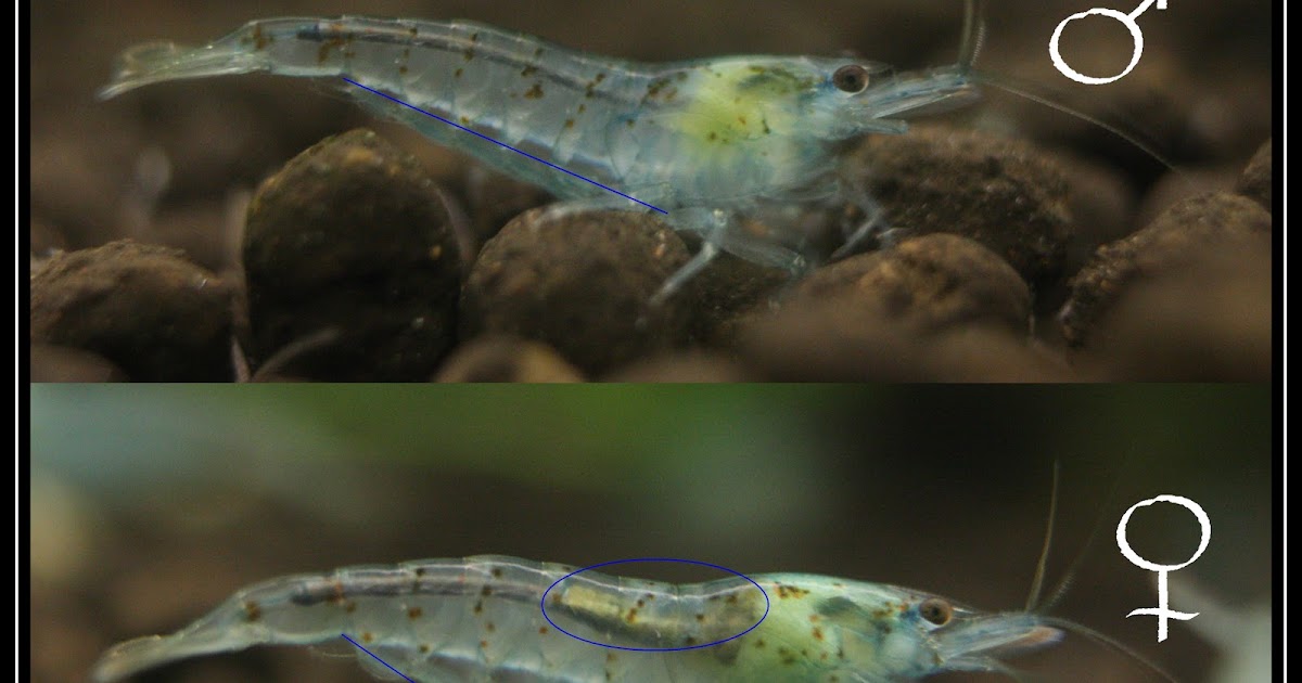 Shrimps of Naska Différencier les mâles des femelles