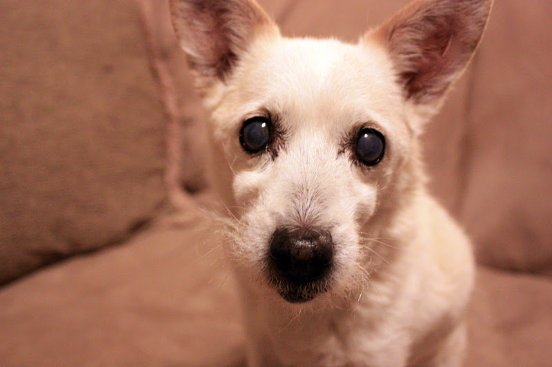dog cataracts