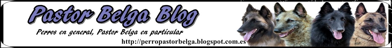 Pastor Belga Blog