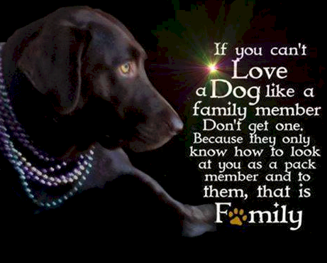 Pets Are Like Family Quotes. QuotesGram