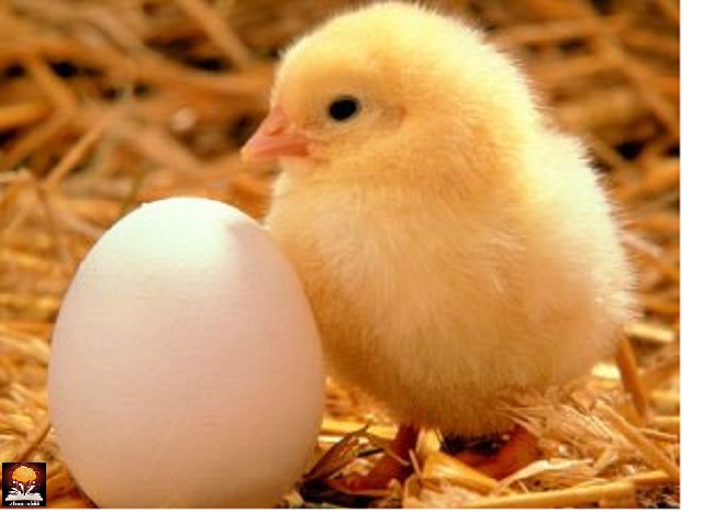     chicken-egg.jpg