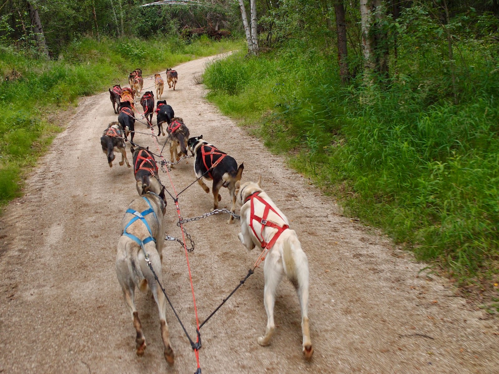 Dog Cart Ride ドッグカートライド