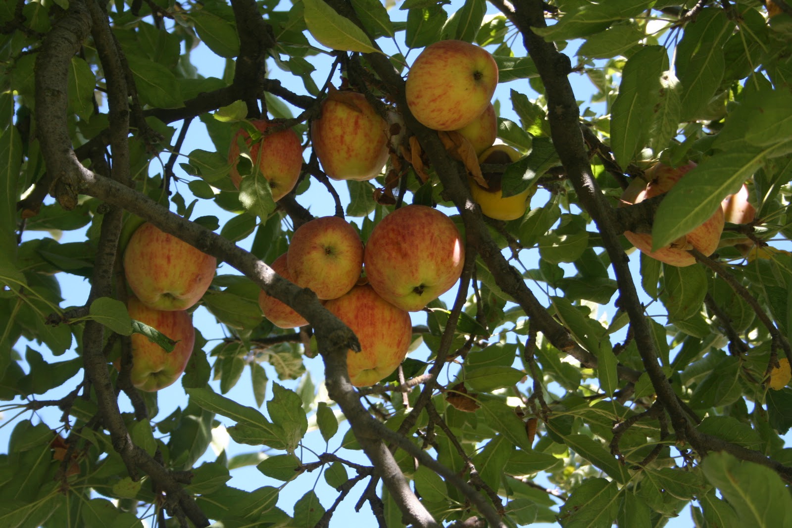 Field Trip Mom Apple Farm Riley's Apple Farm Adventure