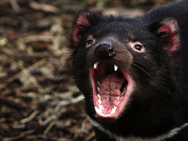 Tasmanian Devil