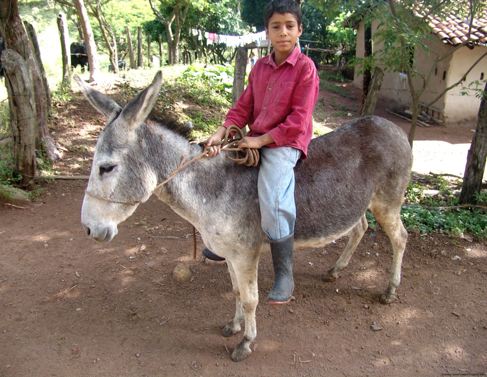 People Riding Donkeys People Riding Donkeys