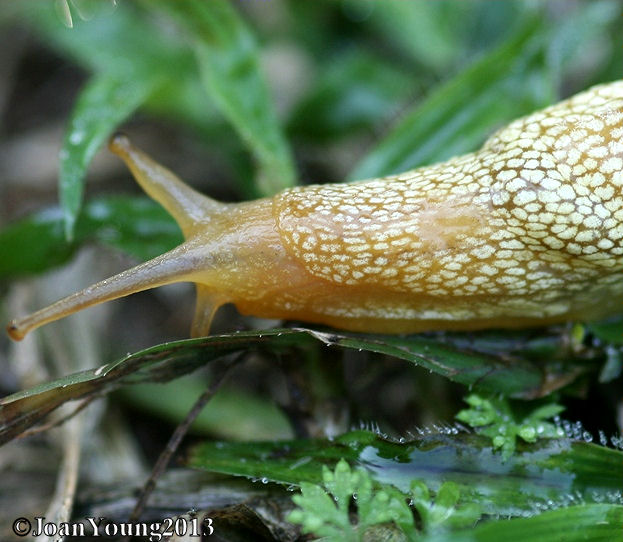 South African Photographs African Banana Slug (Elisolimax flavescens)