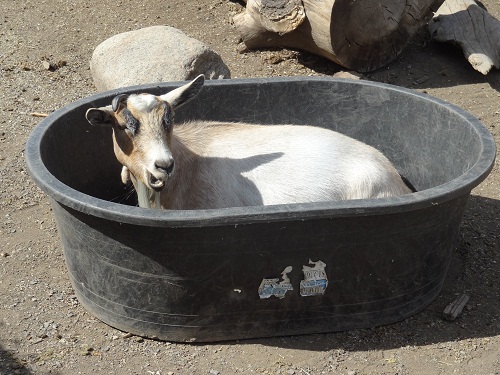 Goat+in+bucket.JPG
