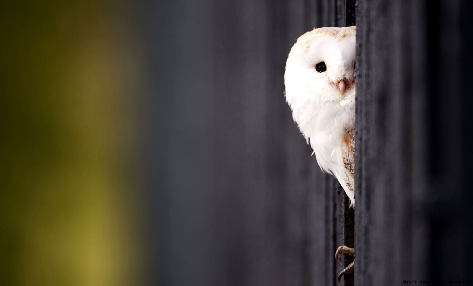 Cute Baby Owls White HD Desktop Wallpaper Cute Baby Owls White HD Desktop Wallpaper