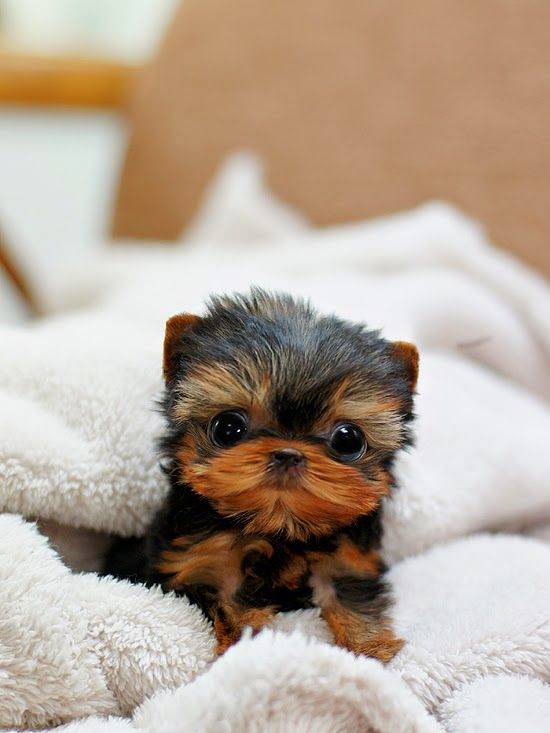 Top 5 Smallest Puppies You have Ever Seen