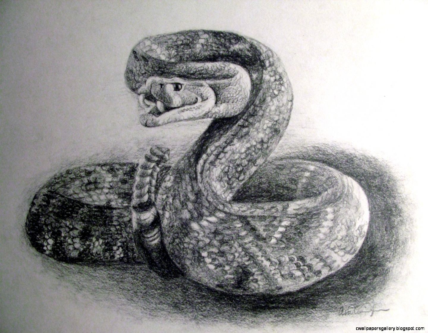 Snake Drawings In Pencil | Wallpapers Gallery