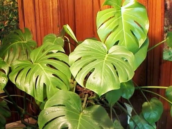 most common tropical houseplants house plants tropical kootation most common tropical houseplants house plants tropical kootation