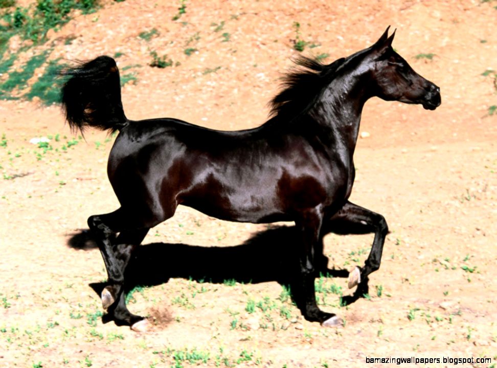 The Midnight Herd 10 spot RP School of Dragons How to Train The Midnight Herd 10 spot RP School of Dragons How to Train