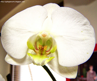 orchidea phalaenopsis